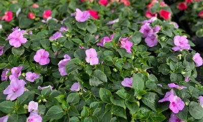a close up of a flower