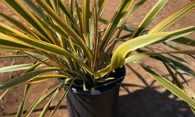 a close up of a plant