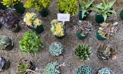 a close up of a flower garden