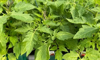 a green plant in a garden