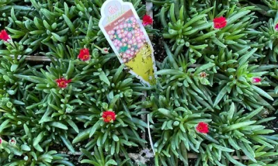 a close up of a flower garden