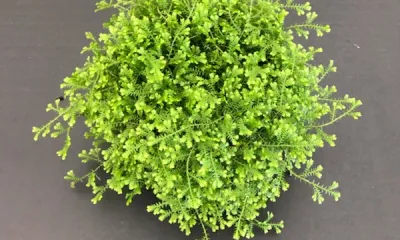 a tree with green leaves