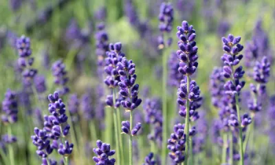 a purple flower on a plant