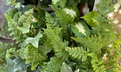 a close up of a garden