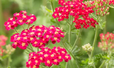 a close up of a flower
