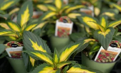 a close up of a flower