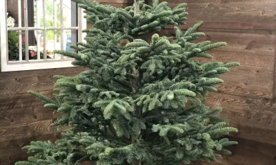 Real Christmas tree Alpine Noble