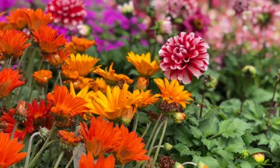 a close up of a flower