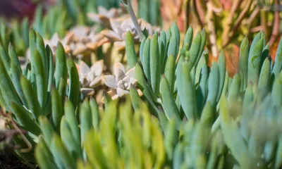 a close up of a plant