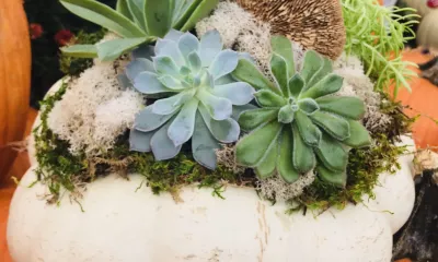 closeup of succulent pumpkin