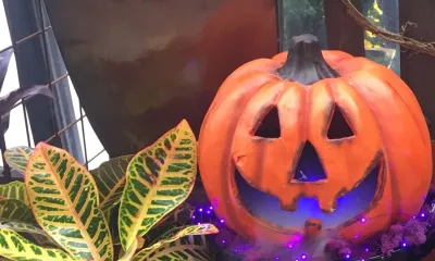 Fogging decorative pumpkins