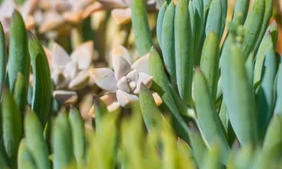 a close up of a plant