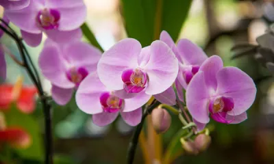 a vase filled with purple flowers