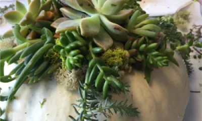 a close up of a plant