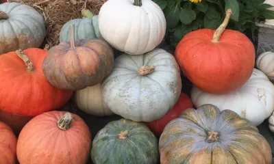 a pile of pumpkins