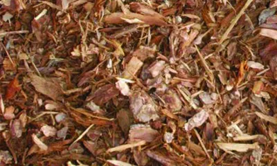 a pile of leaves