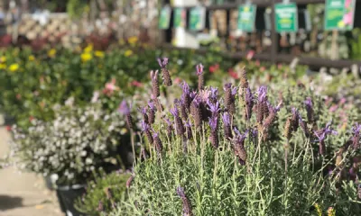 a close up of a flower garden