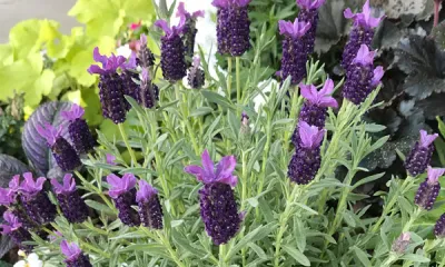 a close up of a purple flower