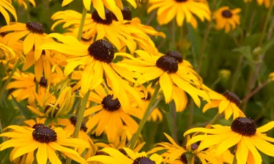 a close up of a yellow flower