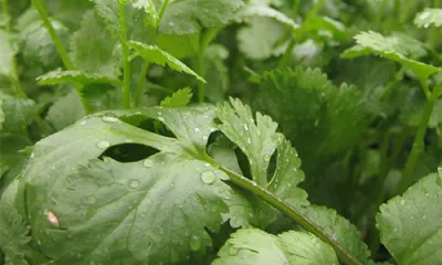 a group of green plants