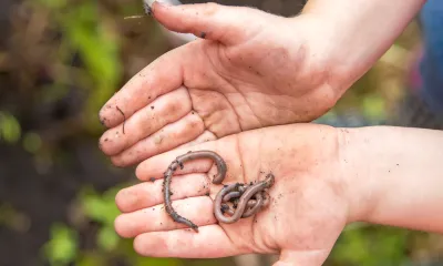 worms in a kid's hands