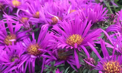 a close up of a purple flower