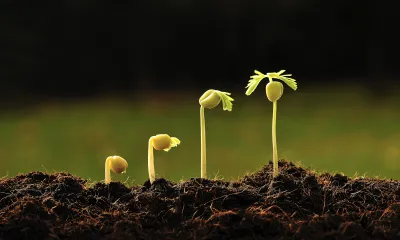 seeds sprouting in soil