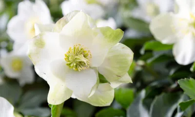 a close up of a flower
