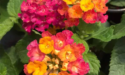 a close up of a flower