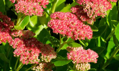 a close up of a pink flower with green leaves