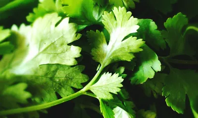 Cilantro