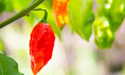hot ghost pepper on pepper plant