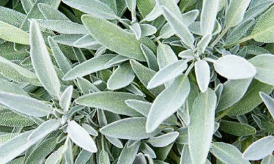 a close up of a plant