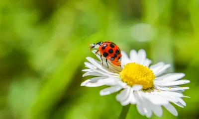 ladybug on a white flower