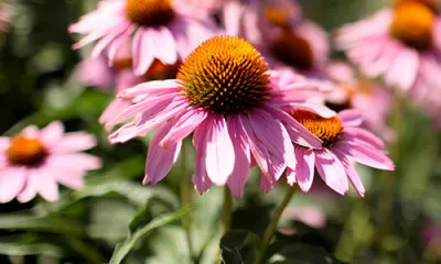 a close up of a flower