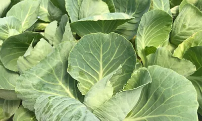 a close up of a green plant