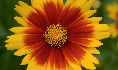a close up of a flower
