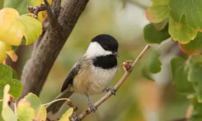 a small bird perched on a tree branch
