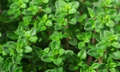 a close up of a tree