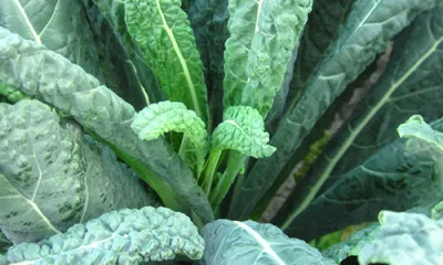 a close up of a cabbage