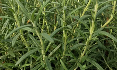 a green plant in a garden