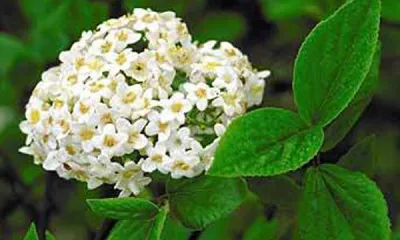 a white flower with green leaves