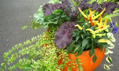 an orange pumpkin planted with living flowers