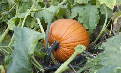 an orange pumpkin on the vine in a garden