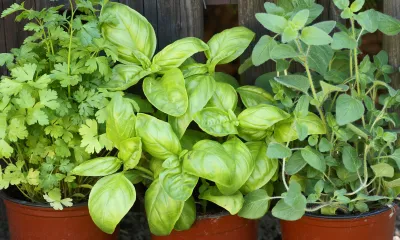 three herbs in pots