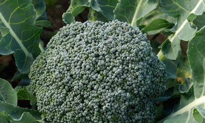 a close up of a green plant in a garden