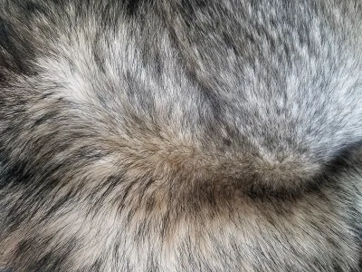 a close up of a furry animal
