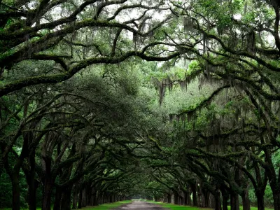 Dense green oak trees form a tunnel canopy over a quiet forest path with hanging moss in soft natural light.