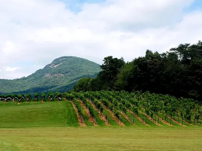 Rows of grapevines on sloped farmland with green trees and a mountain under blue sky and clouds.