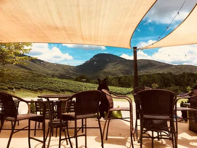 Outdoor seating area with wicker chairs under a canopy overlooking a vineyard and mountains on a sunny day.